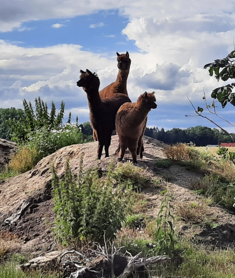 Stiens Hof und Garten